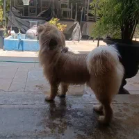 سگ چاو ترییر