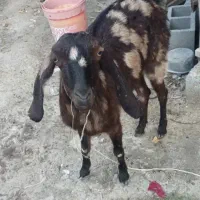 بز ماده سالم