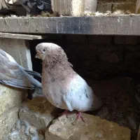 کبوترزیباوکمیاب|پرنده|ابهر, |دیوار