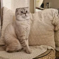 گربه نر  برای جفتگیری