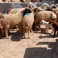 حمیدیه مسیر خسرج روستای علاونه فای