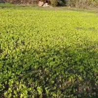 نهال کاهو پیچ روغنی نوکنده|گل و گیاه طبیعی|نوکنده, |دیوار