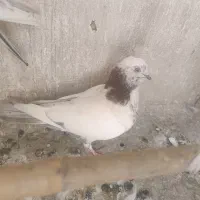 کبوتر جوجه|پرنده|تهران, شوش (باغ آذری)|دیوار