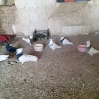 کفتر طوقی دونه ای ۵۰۰هزارتومن