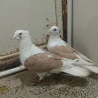 نروماده کویتی