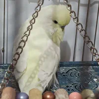 مرغ عشق انگلیسی رام