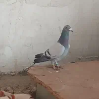 پلاکی|پرنده|دهدشت, |دیوار