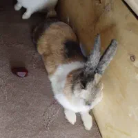 خرگوش|موش و خرگوش|جونقان, |دیوار