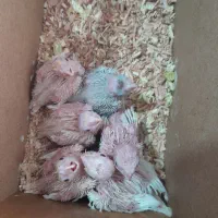 جوجه عروس هلندی