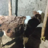 گاو سیمیتا نر|حیوانات مزرعه|ترکمانچای, |دیوار