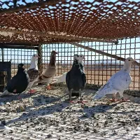 چنتا پرنده پرشی|پرنده|اسفراین, |دیوار