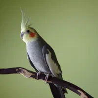 عروس هلندی پیداشده