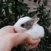 جشنواره تخفیفی
