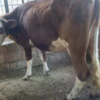 گاو سمینتال گوشی جوان. فوق سنگین. مناسب قربانی