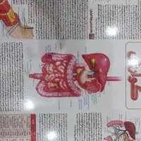 پوستر زیست ۱۰ تا ۱۲ تمامی شکل ها و نکات کنکوری