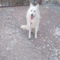 سگ گمشده