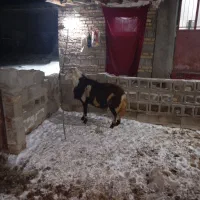 قوچ|حیوانات مزرعه|بروجرد, |دیوار