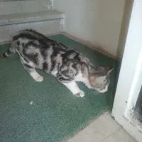 گربه|گربه|همدان, |دیوار