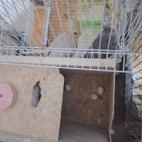 عروس هلندی ومرغ عشق