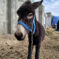 فروش الاغ ماده