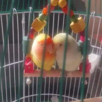 طوطی برزیلی جفت