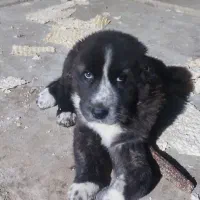 واگذاری سگ قدرجونی ماده