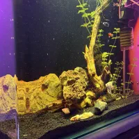 آکواریوم شیشه خم پلنت