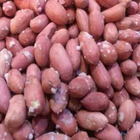 بادام زمینی امساله بسیار باکیفیت دو الکه|خوردنی و آشامیدنی|قم, جهان بینی|دیوار