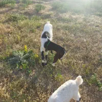 بز جوان پاکستانی و میش وبره
