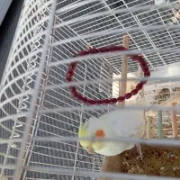 عروس هلندی معاوضه نربا ماده|پرنده|دلند, |دیوار