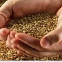 گندم آبی|خوردنی و آشامیدنی|شاهیوند, |دیوار