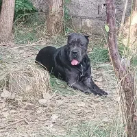 کنکورسو ماده|سگ|رشت, منظریه|دیوار