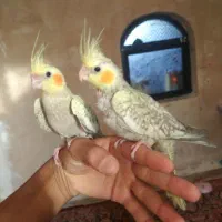 عروس هلندی|پرنده|شیراز, شهرک صنعتی|دیوار