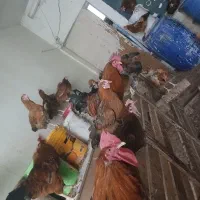 فروش مرغ و خروس گلپایگانی|حیوانات مزرعه|تهران, خاوران|دیوار