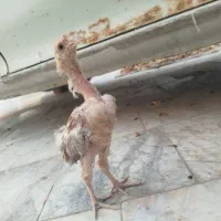 جوجه اوشامو