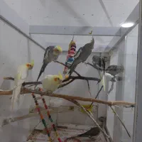 عروس هلندی۸۰۰ تومن|پرنده|کوچصفهان, |دیوار