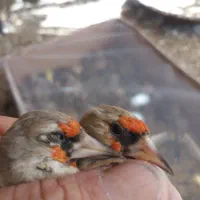 سره.سره نگین دار.قفس. کبوتر|پرنده|اصفهان, آفاران|دیوار