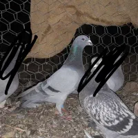 اسباب بازی کفتر|اسباب‌بازی بچه|تربت‌حیدریه, پائین ولایت|دیوار