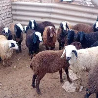 بره|حیوانات مزرعه|قزوین, |دیوار