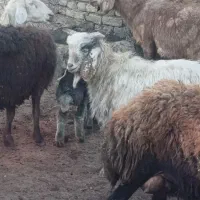 چپش نر  کیلویی 300|حیوانات مزرعه|زاغه, |دیوار