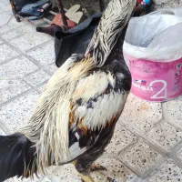 لاری خروس لاری