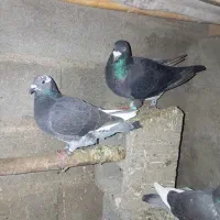 کبوتر‌مسافتی|پرنده|تاتار علیا, |دیوار