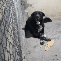 نر قدرجونی گله ای