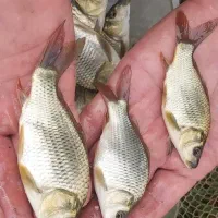 کپور کوهان دار طلای برای پرورش در استخرهای کشاورز