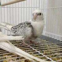 عروس هلندی|پرنده|تربت‌حیدریه, پیشکوه|دیوار