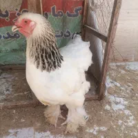 تخم مرغ نطفه دار برهما