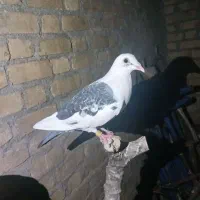 کبوتر|پرنده|فیروزآباد (فارس), |دیوار