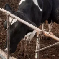 گاو قیمت توافقی نیشابور فیروزه