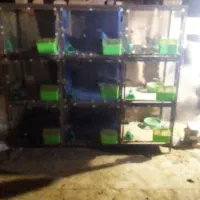 قفس در لوازم جانبی حیوانات|لوازم جانبی حیوانات|سبزوار, طبرسی (جعفرآباد)|دیوار