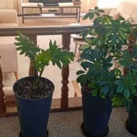 گلدان وگل طبیعی